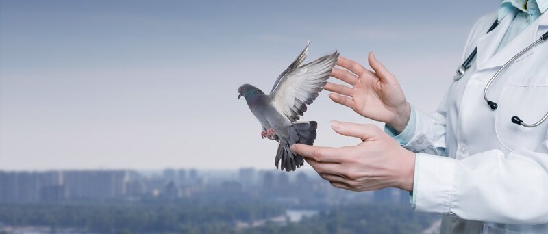 Cyber-pigeons neurotechnologie russe